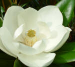 Magnolia grandiflorum